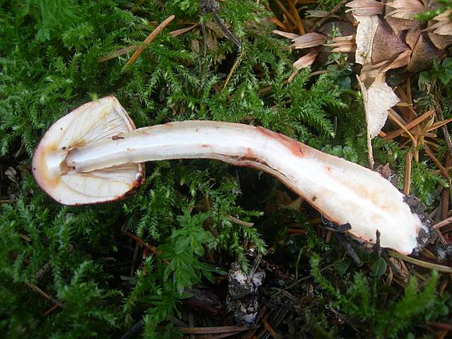 Prima  dell�era  glaciale